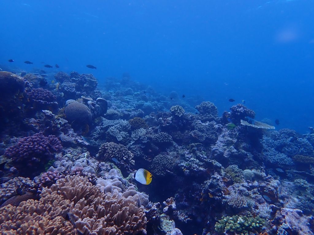 Reef Monitoring